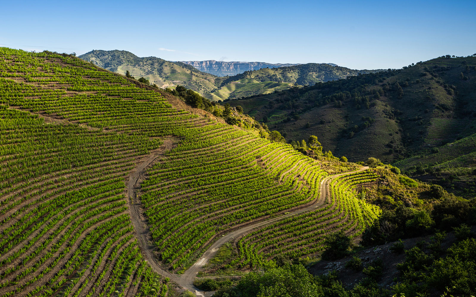 Pendents Vineyard